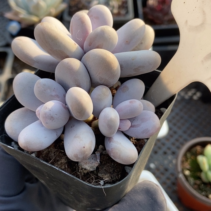 599奶酪多肉植物保护