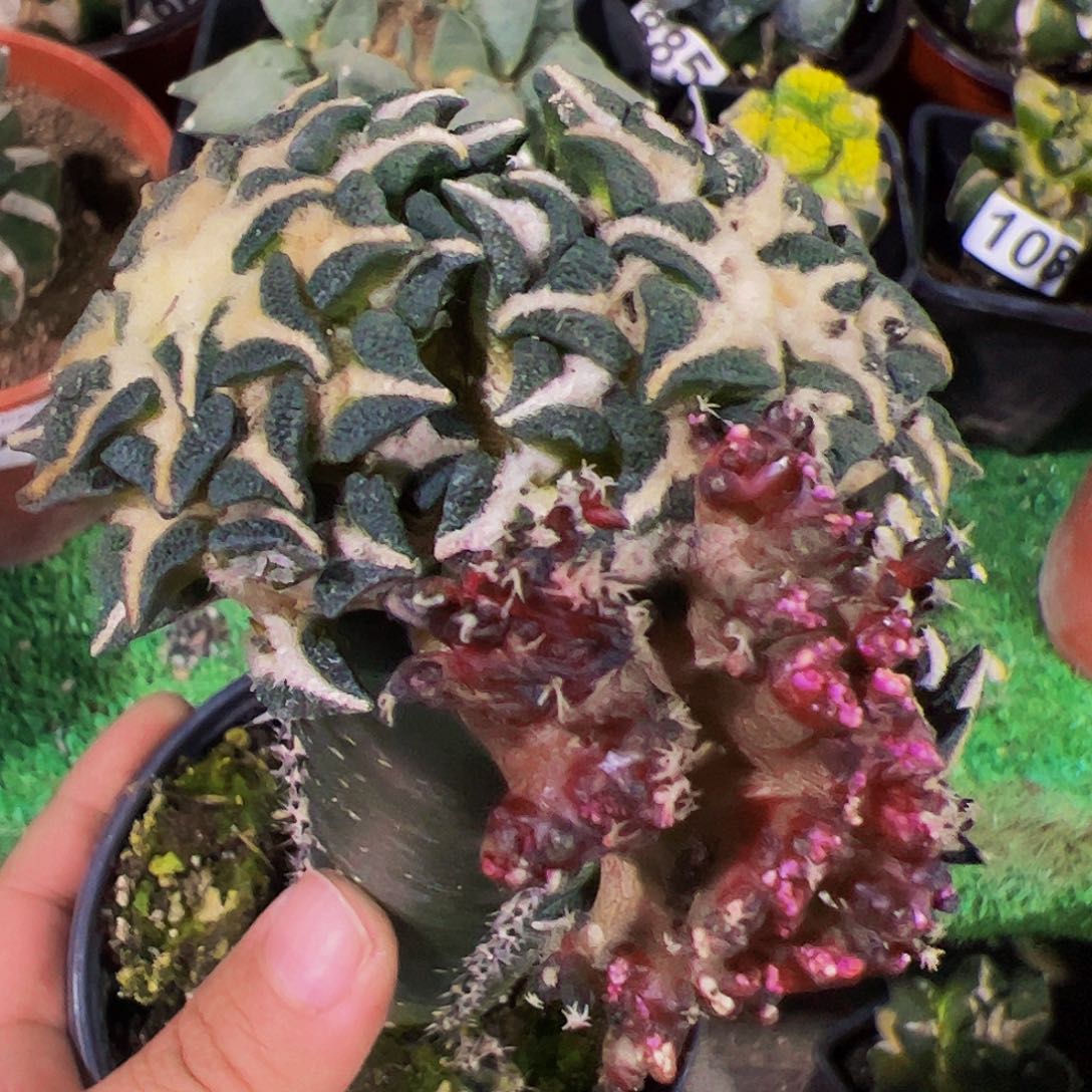 无花朵黑牡丹石化群865