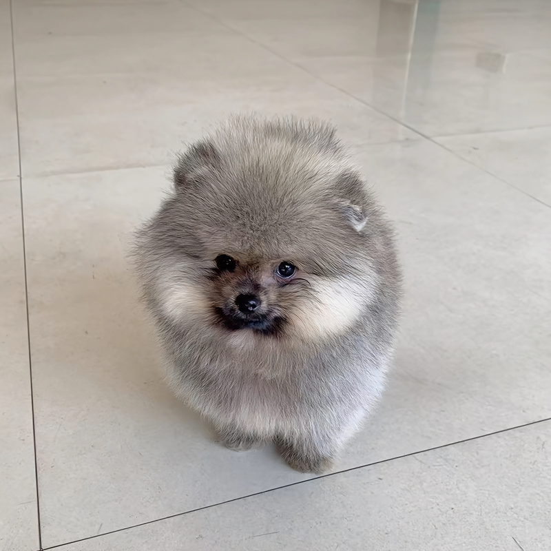 【柳萌宠物】奶油色爆毛黄色博美幼犬长不大小型俊介犬活体