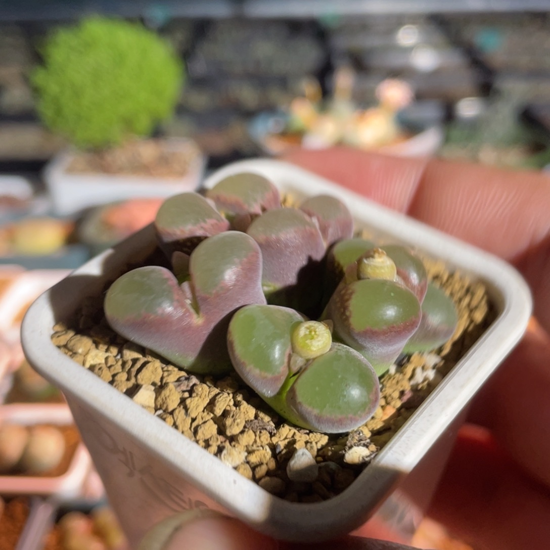 胭脂扣风铃植物一物一拍