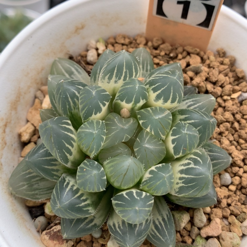 【闪购商品】331实生玉露