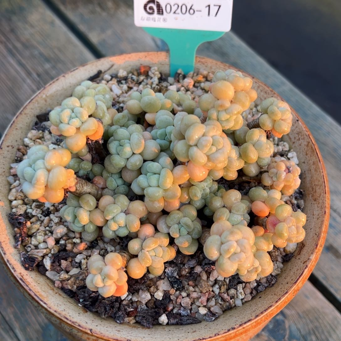 从前慢多肉精选编号0206.17