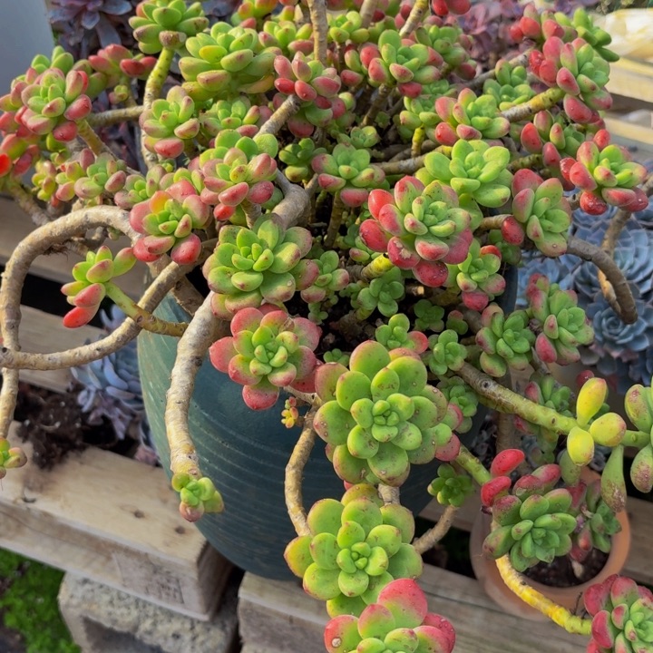 茉***莉老桩精品肉肉香格里拉带盆