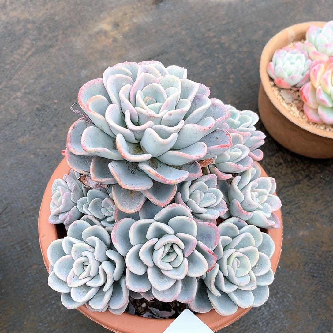 小的美16011奚梦