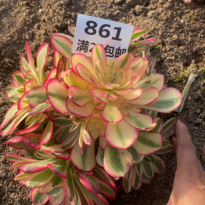 861二号棚倾城多肉植物L