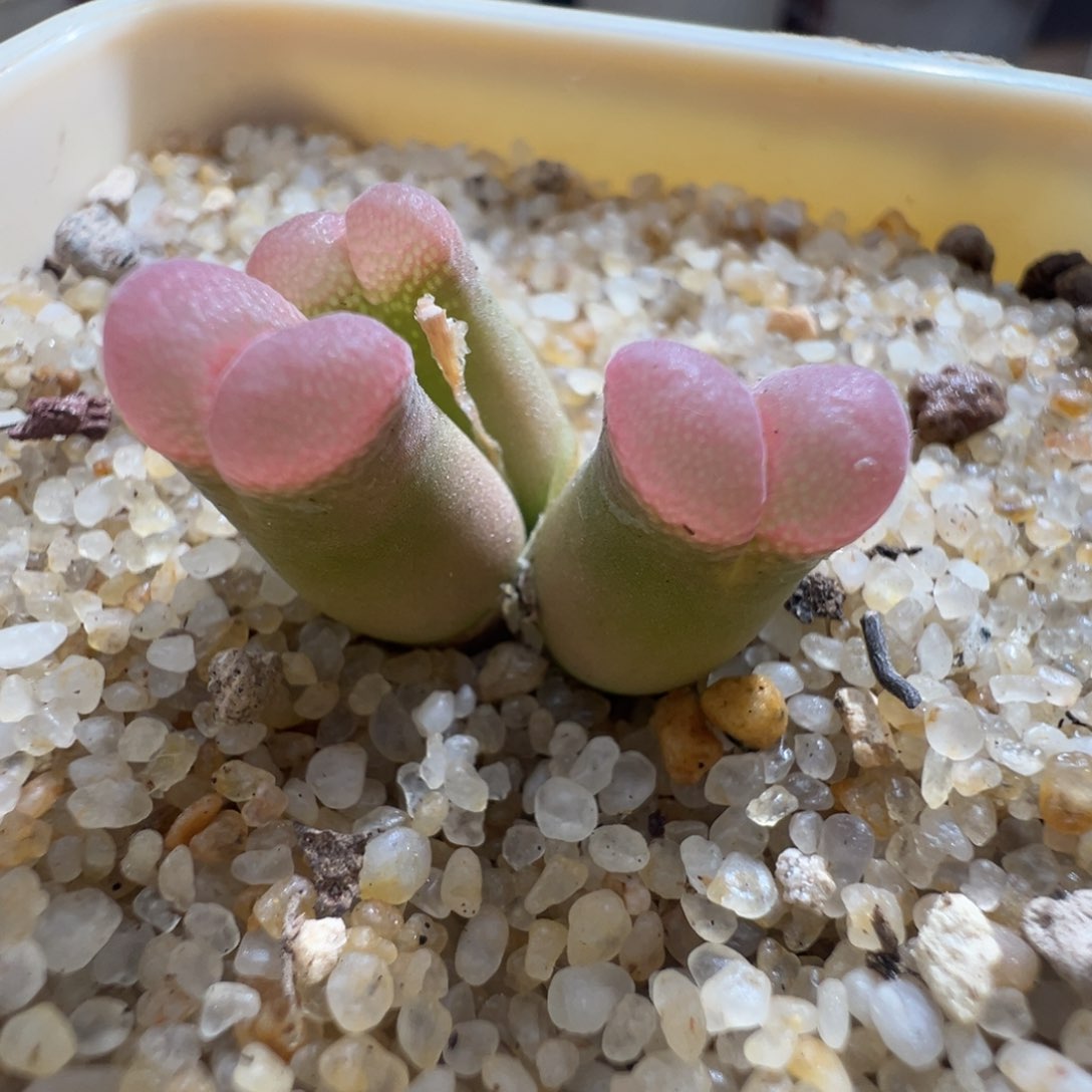 17优选sw肯哈德三头母本