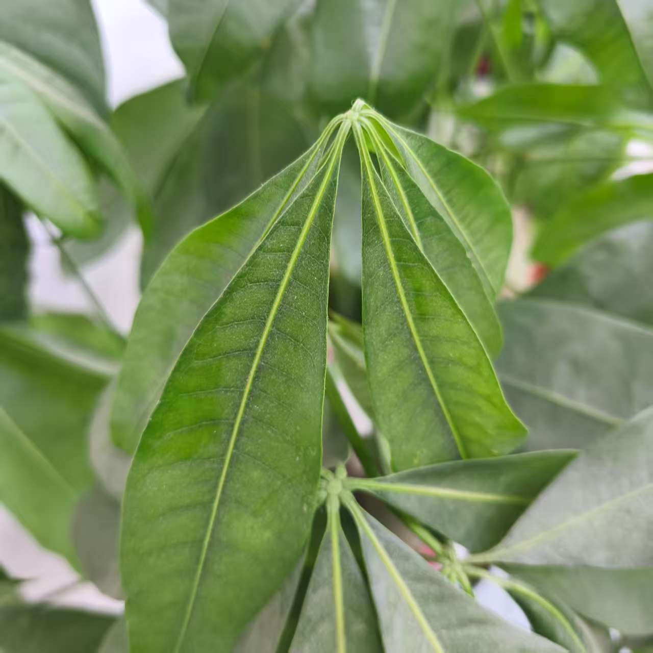 嘎嘎好的草【袁大娃推荐】