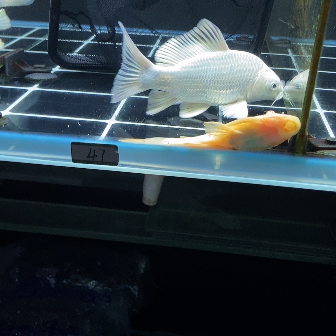 哈***1蝴蝶鲤鱼47号白色蝴蝶鲤特价一条