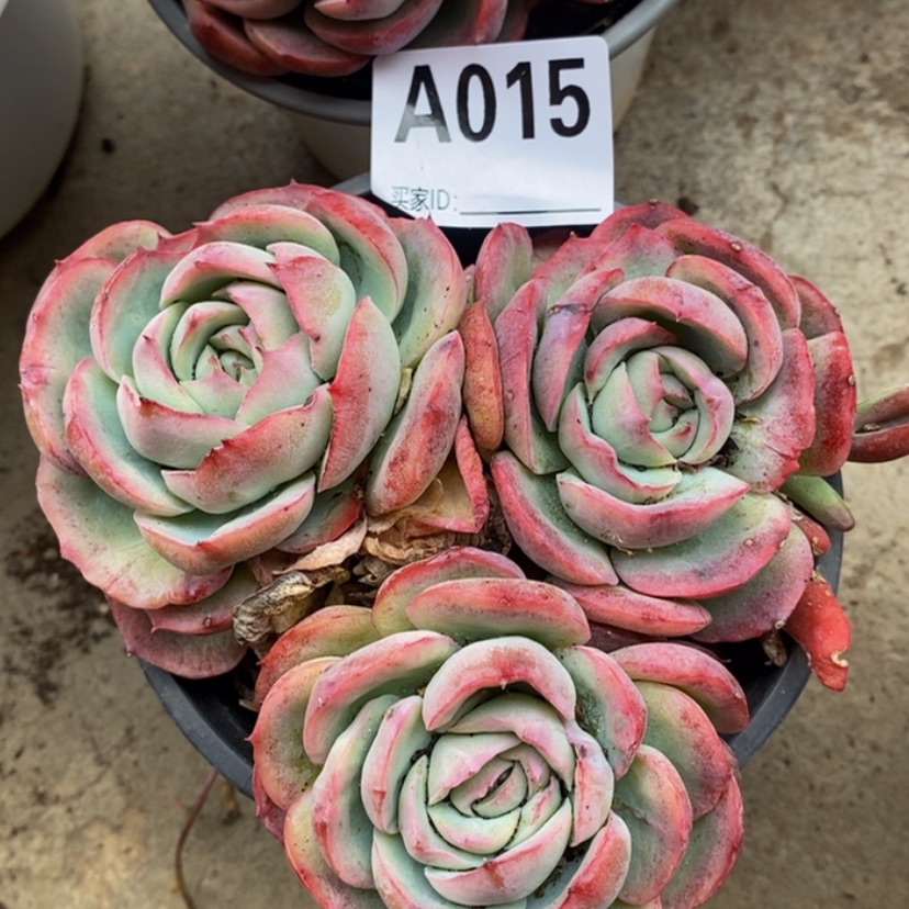 【闪购商品】珠***⊙多肉植物