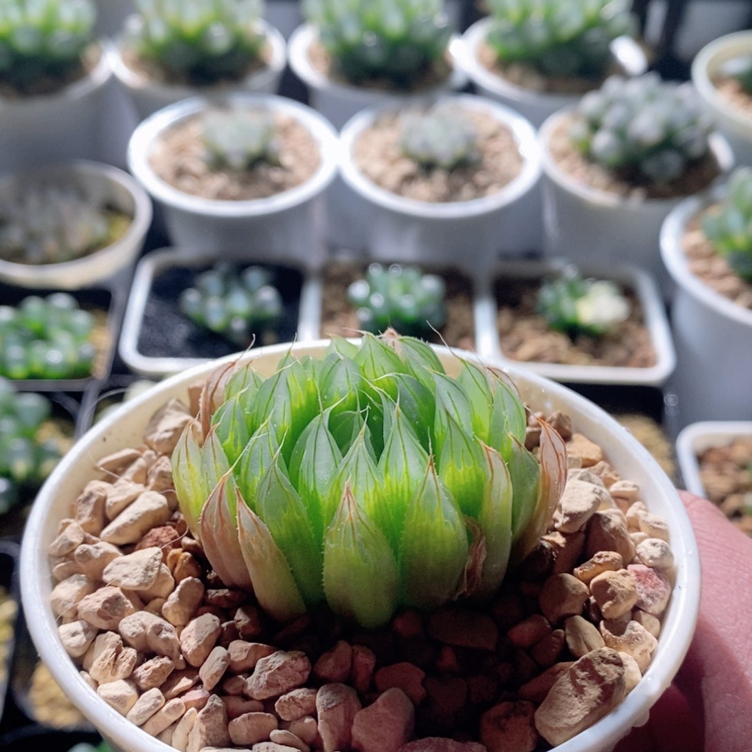 钻石实生针管玉露