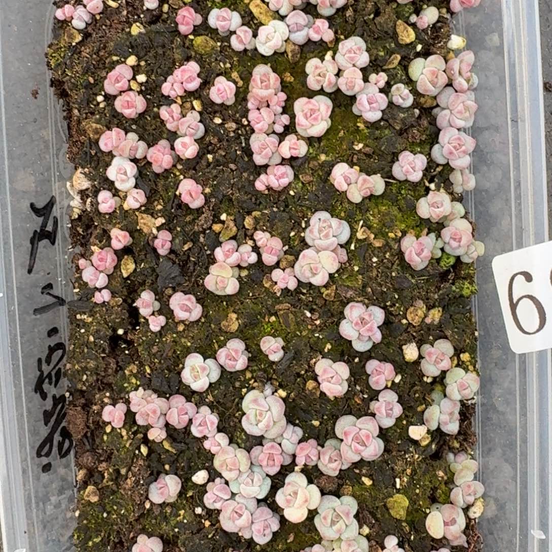 多肉植物多肉植物69