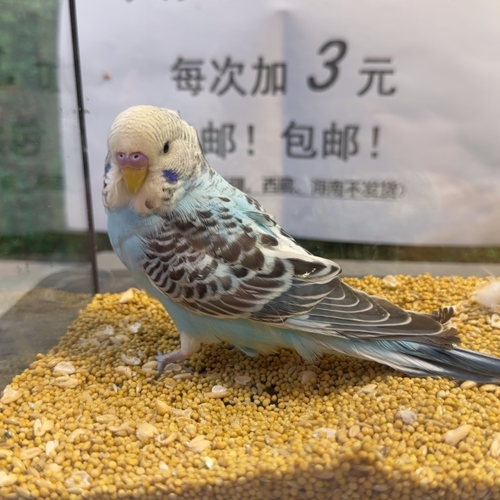 虎皮鹦鹉大头虎皮鹦鹉