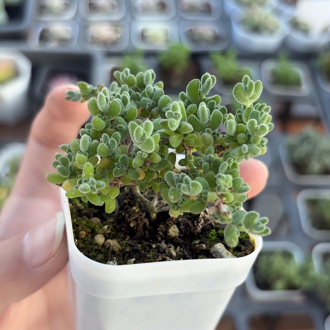 精品莱斯多肉植物