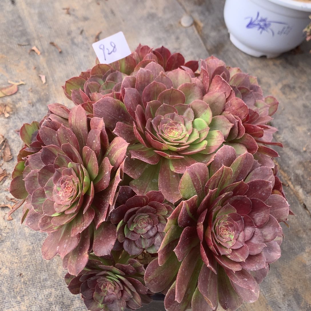 928号多肉法师花月夜丛林