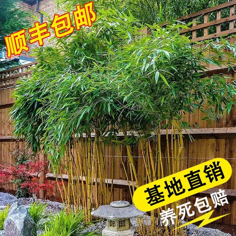 顺丰低价室内户外庭院盆栽绿植四季常青绿化金镶玉罗汉竹苗紫竹苗