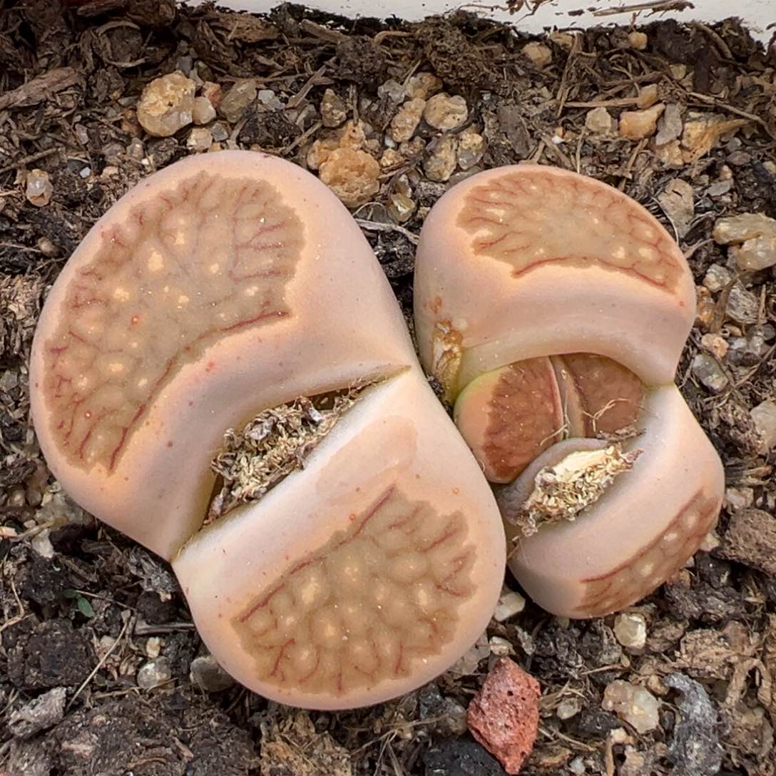 2.7好看的多肉847