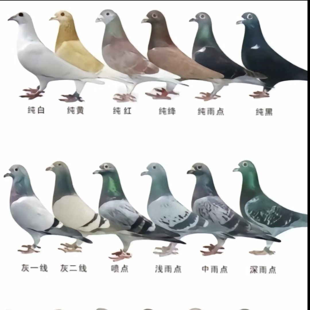 种鸽公母 红鸽子麒麟花雨点幼鸽种鸽赛鸽成绩鸽名家鸽子带血统书