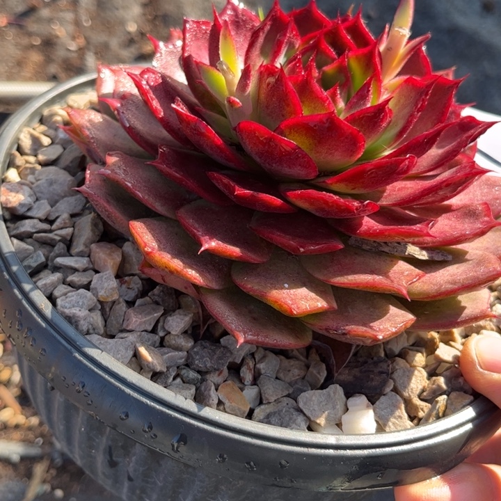 67////////////////////