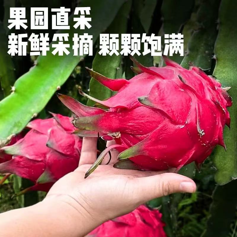 海南蜜宝红心火龙果6枚4斤装，汁多肉厚甜度高海南省新鲜海南省