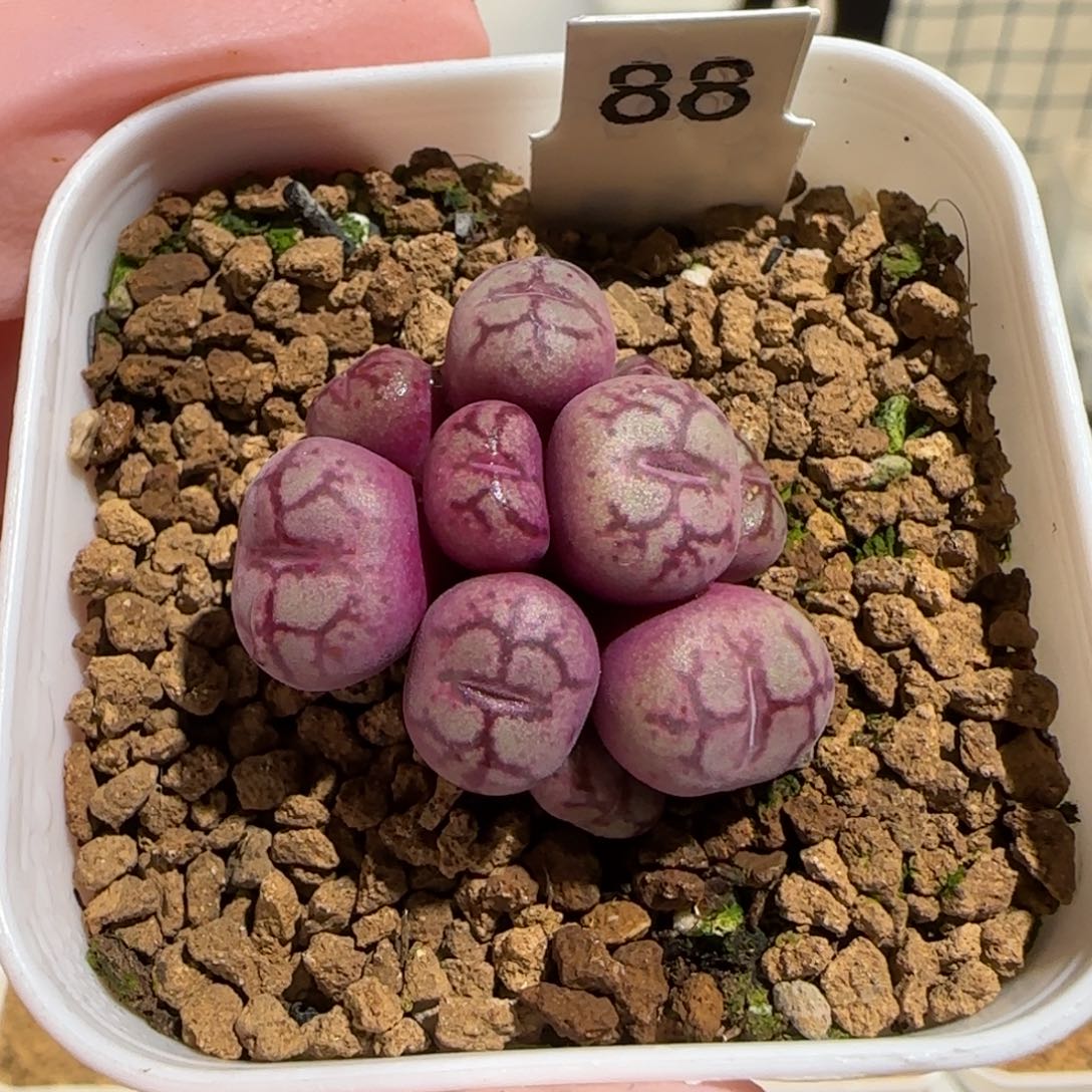 肉锥多肉植物组合-超级绒面猴脸1224