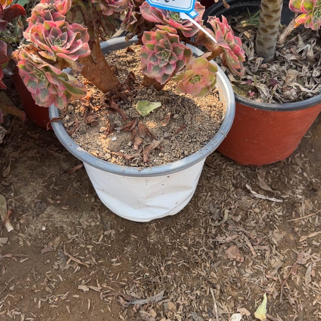 420雨荷缀化多肉植物法师多肉