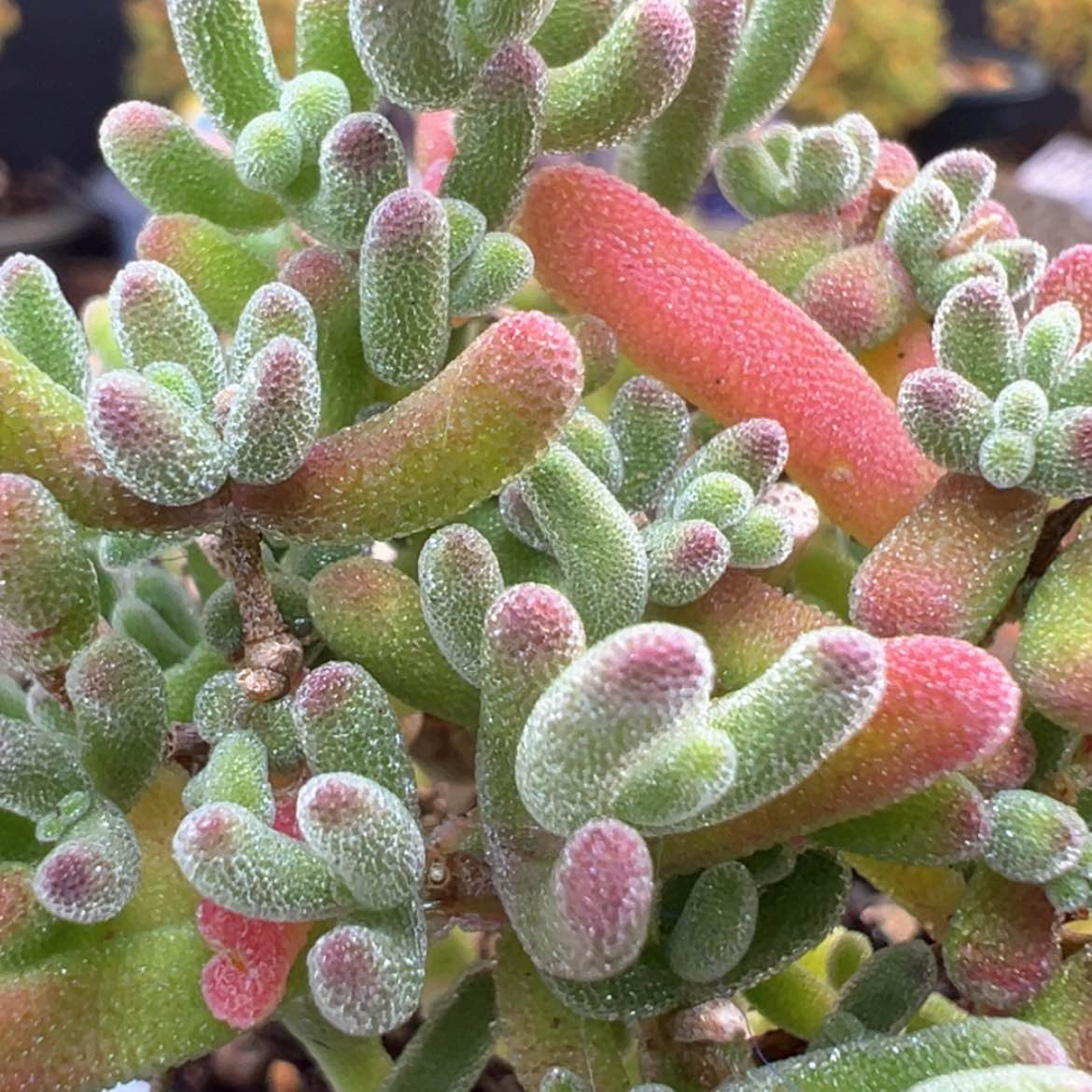 【闪购商品】dy6396荔枝糯米糍冠幅6cm