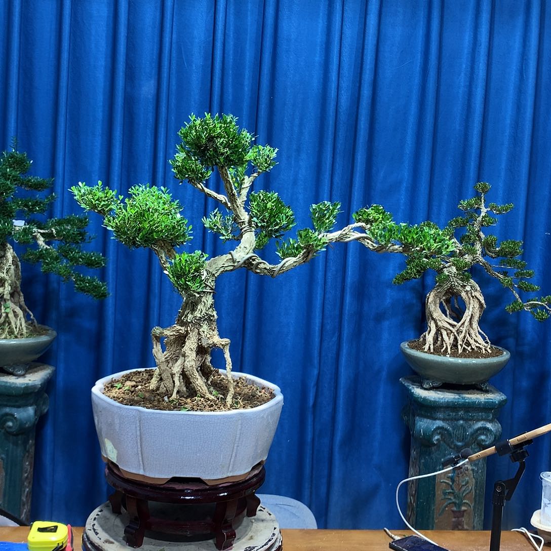 无花朵黄杨盆景一物一拍