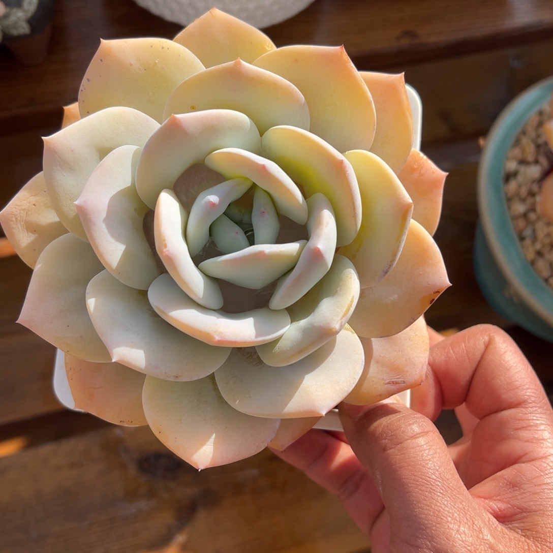 张张精品多肉奶茶单头