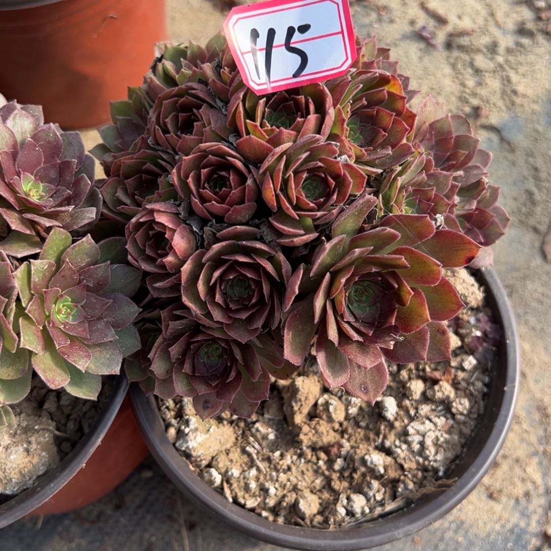 115红魔多肉植物法师