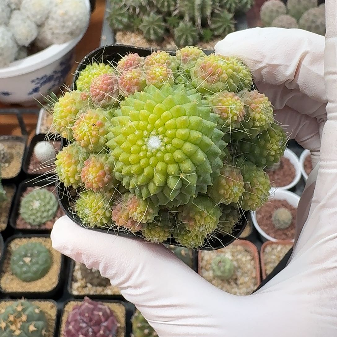 N***哥无刺白珠仙人球1234