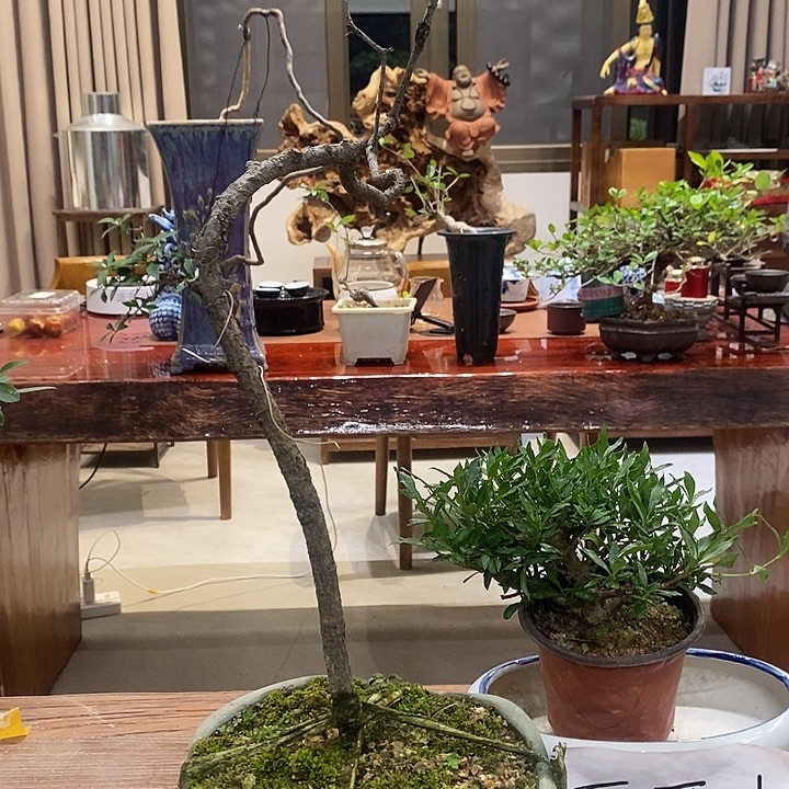 骑***主完全开放海岛春花