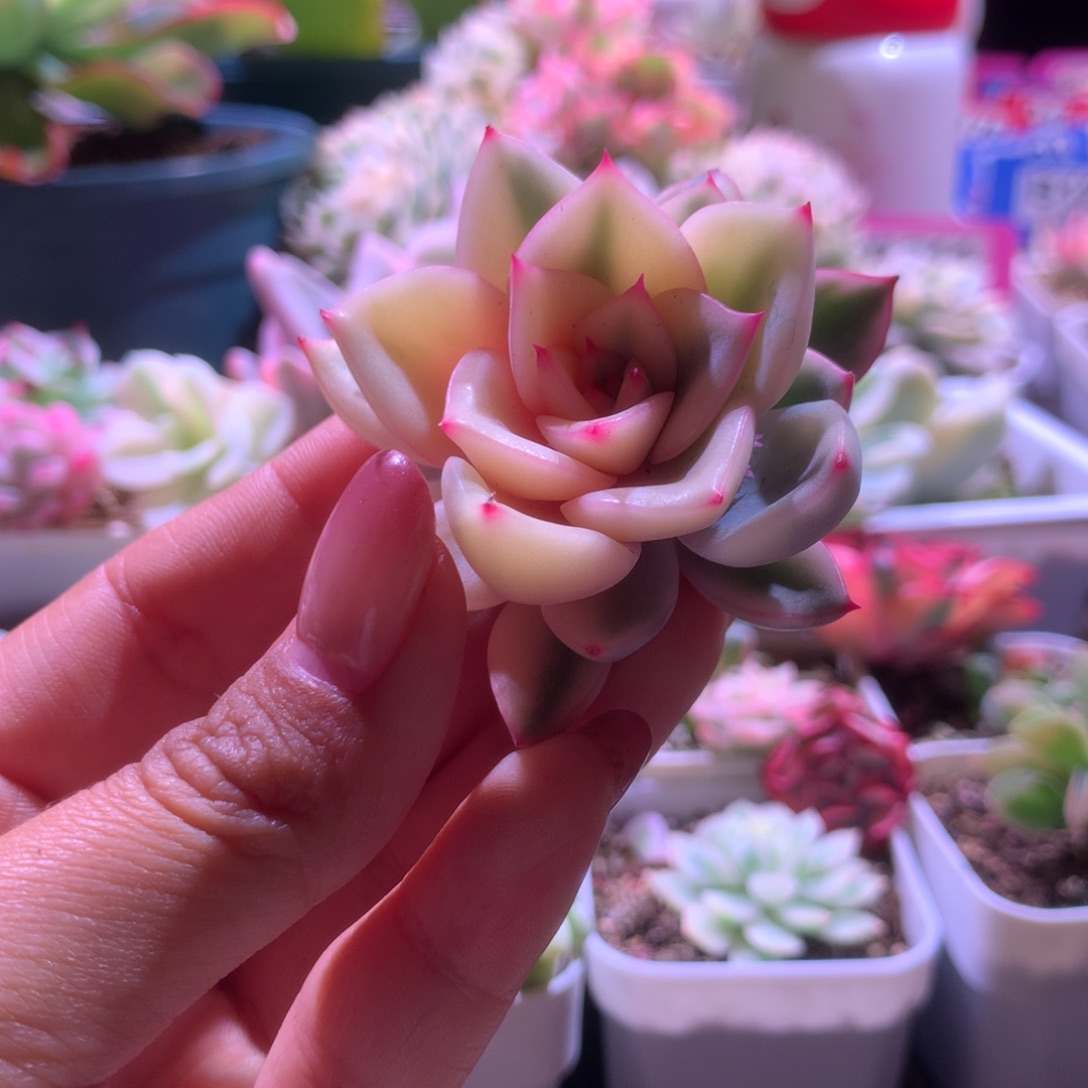 粉色特斯拉锦砍头