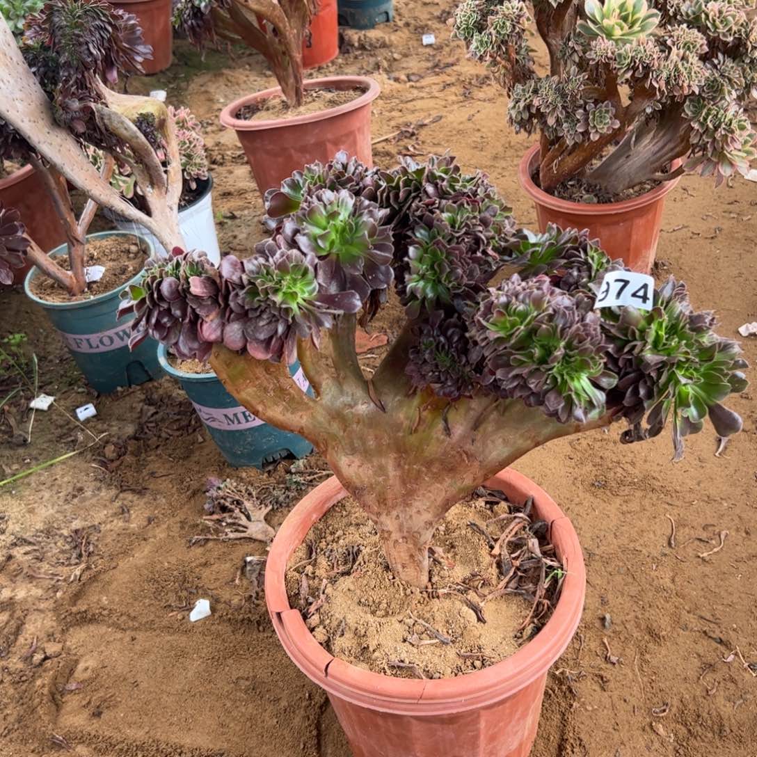 欧紫974官府35厘米