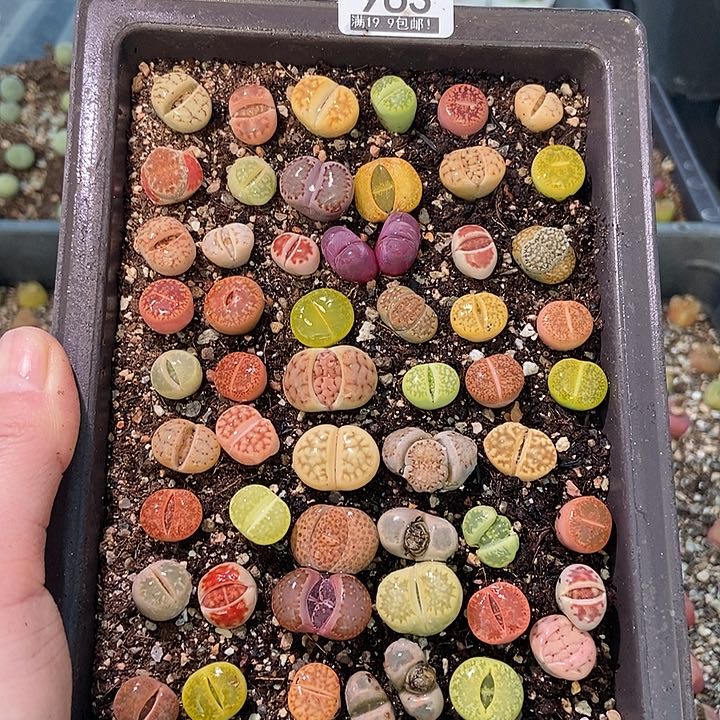 大舅生石花肉锥多肉963