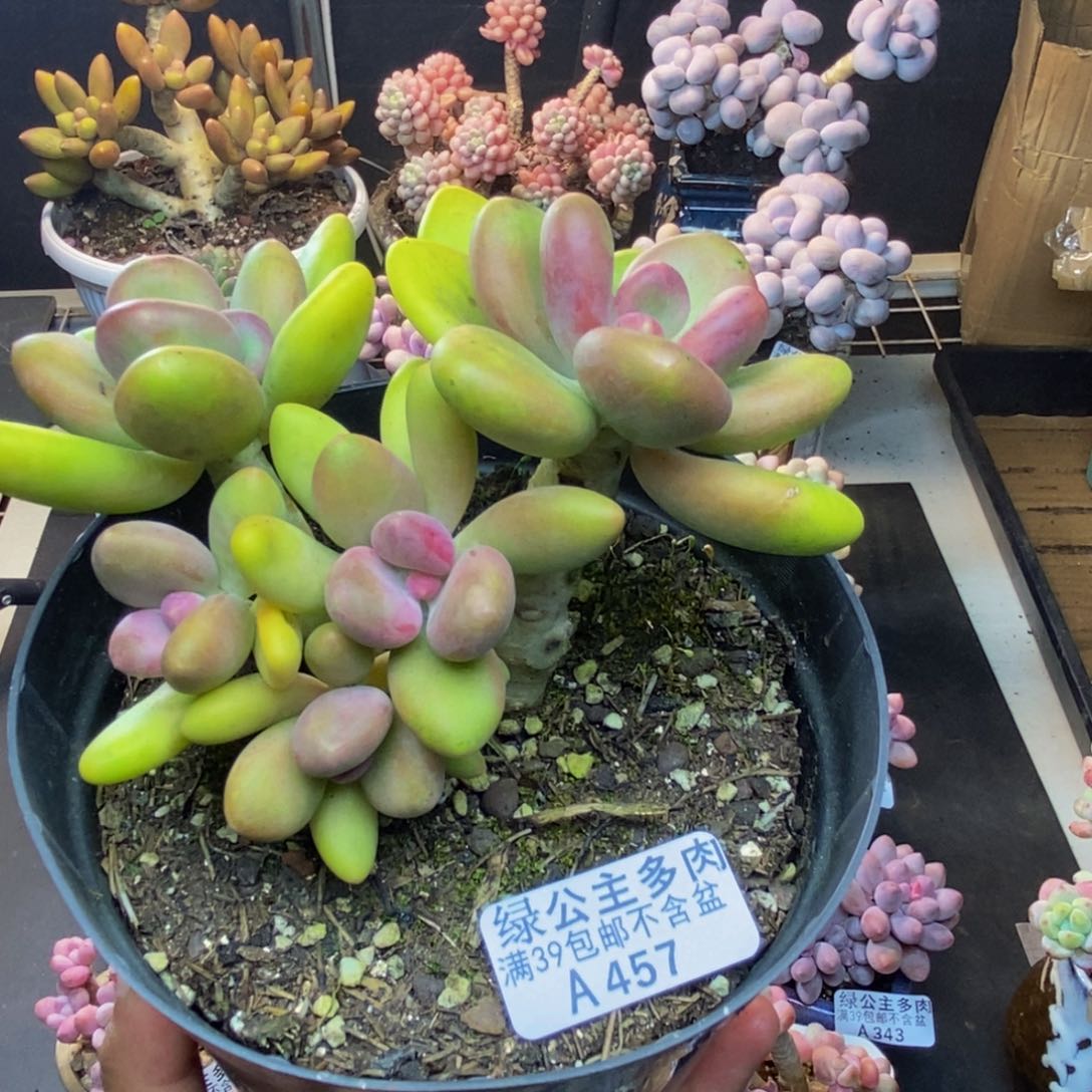 457芒果奶多肉11cm