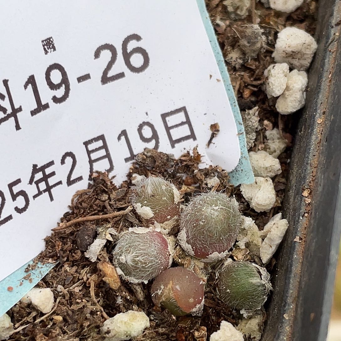 19-26毛球多肉植物