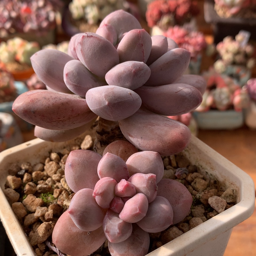 香水石化一物一拍 045