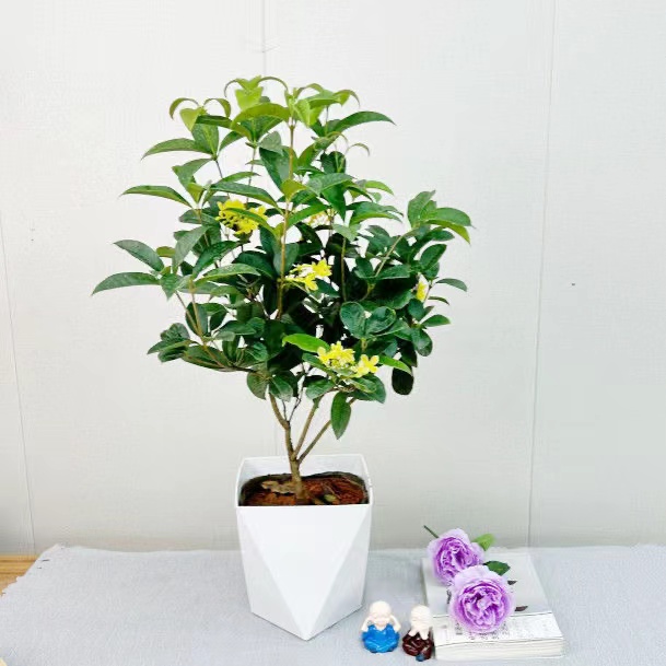 四季桂花树苗浓香型当年开花好养易活适合阳台盆栽庭院种植