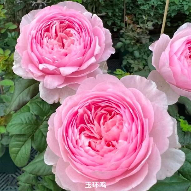 【玉环鸣】粉色大花浓香丰花勤花扦插盆栽月季！