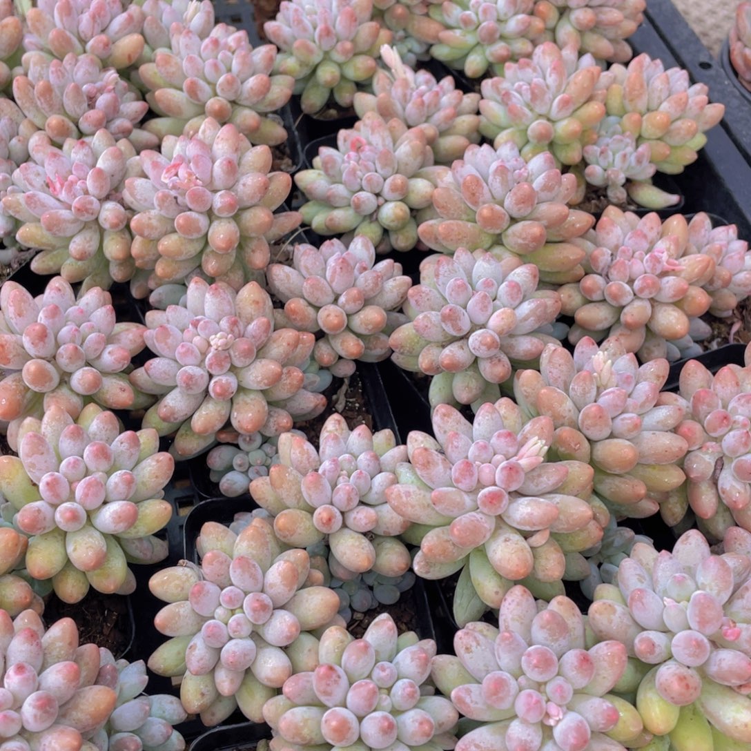 量拍62号 婴儿手指大双头一个