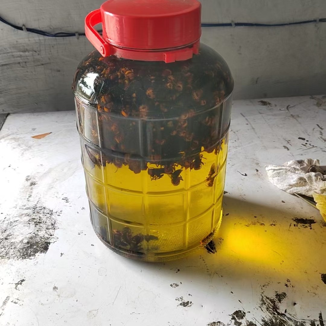 顺丰包邮野生虎头蜂用活泡，顺丰包邮，鸟