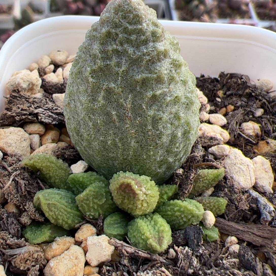 实生低叶苗多肉植物水泡