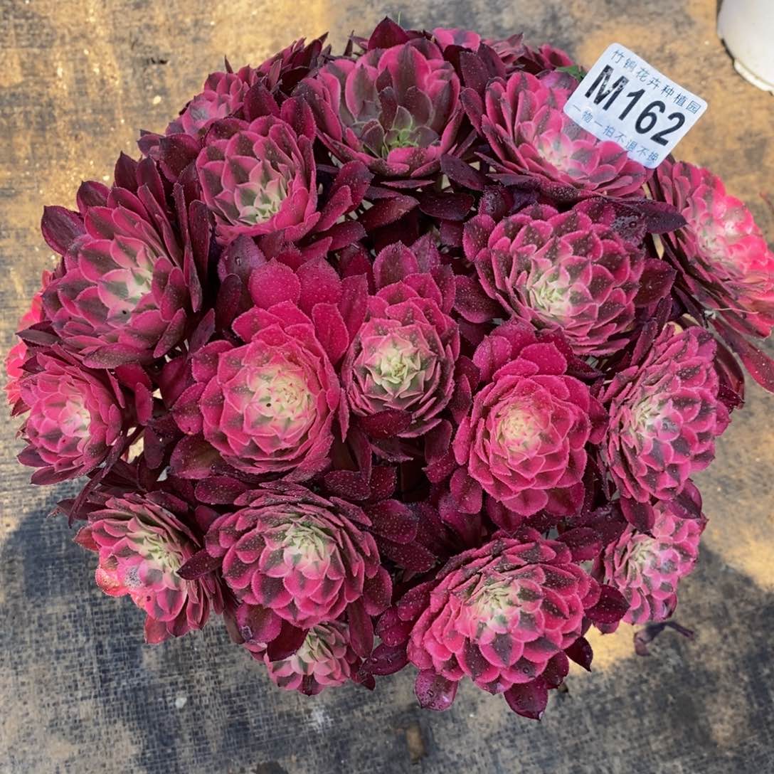 全部花朵162红彤嫩桩一棵