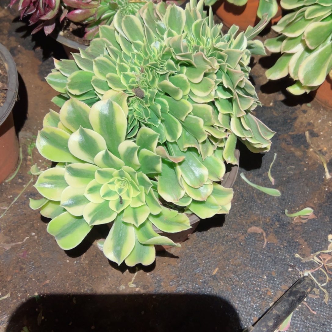 648 号法师多肉植物新年快乐