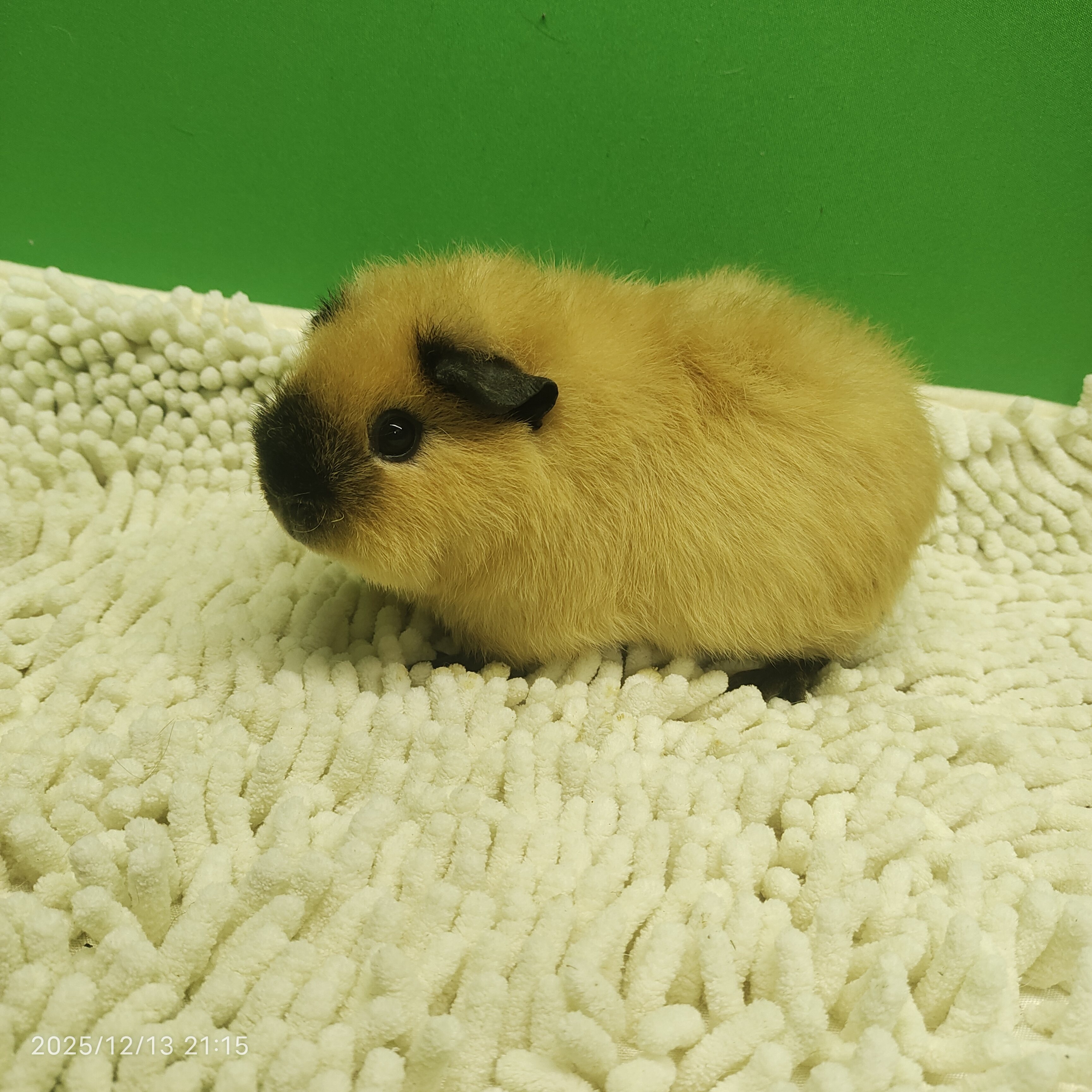 宠物豚鼠奶黄泰加妹妹