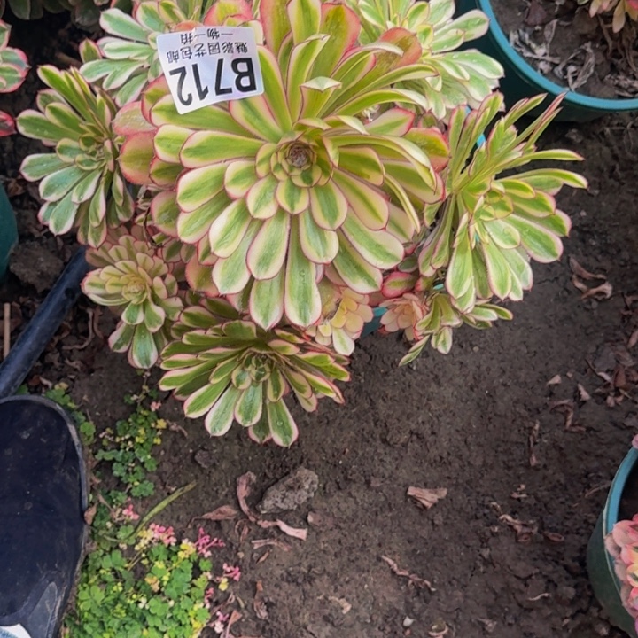 后羿的30-50包邮花花