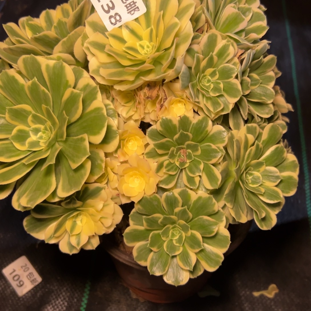 238迈巴赫，满20包邮
