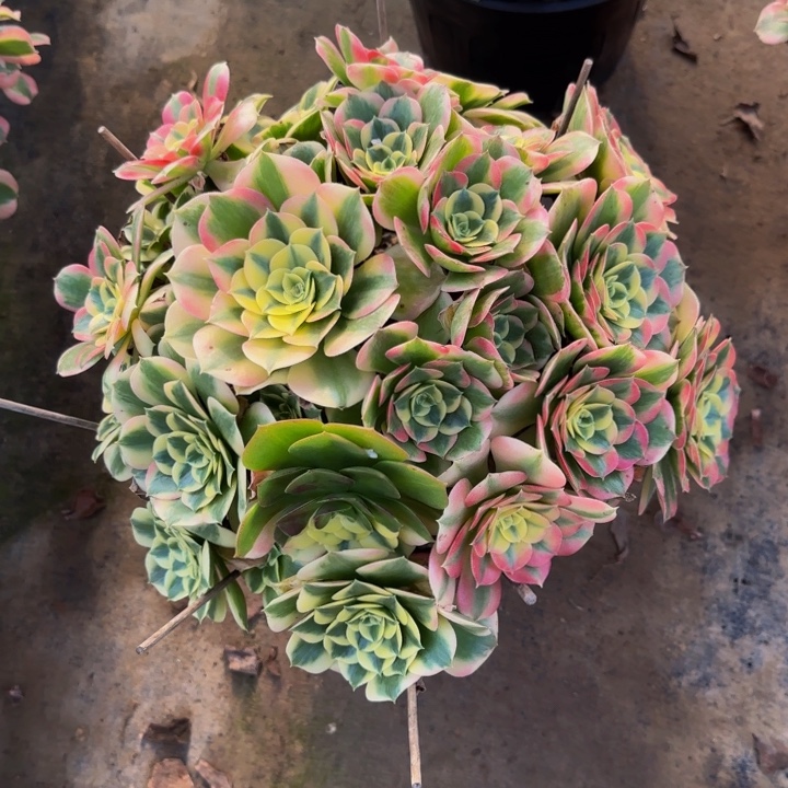 白凤，一物一拍脱土发货