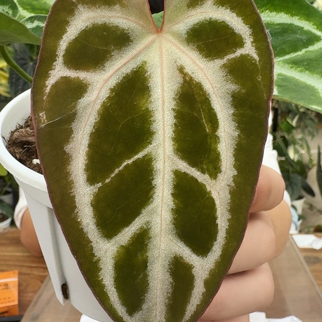 完全开放C93红虎杂银色闪光