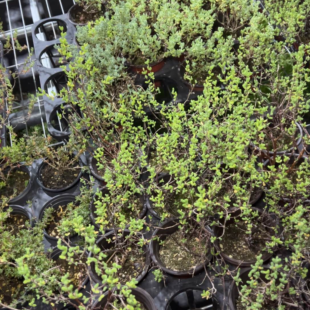 实生糖球老桩1元90杯